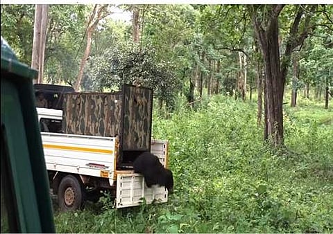 உதகை: கூண்டில் அகப்பட்ட 2 கரடிகள்!