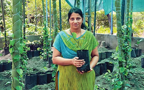 சமவெளியிலும் பயிராகும் மிளகு ரகங்கள்