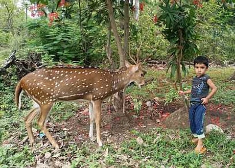 செஞ்சி ஊராட்சி ஒன்றிய அலுவலக வளாகத்துக்கு காப்புக்காட்டிலிருந்து சனிக்கிழமை வந்த புள்ளிமானுக்கு தழையைக் கொடுக்கும் சிறுவன்.