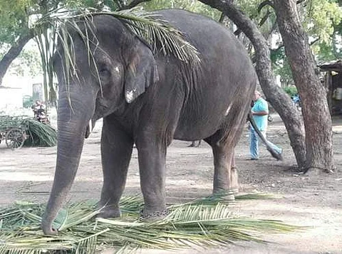 ரோகிணி யானை (தனியார் பராமரிப்பில் இருந்த போது)