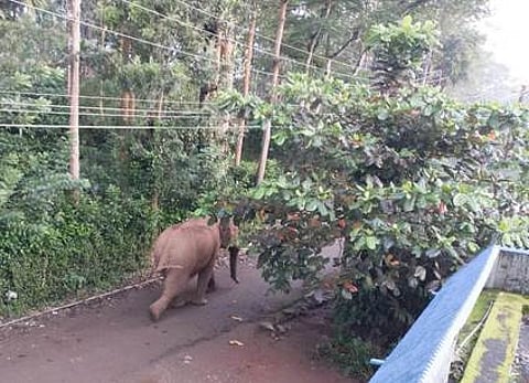 குடியிருப்புப் பகுதியில் சாலையில் நடந்து செல்லும் யானை.