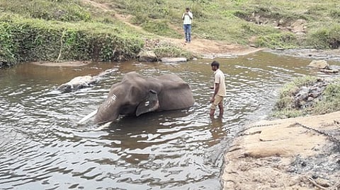 டாப்சிலிப் முகாமில் யானையை குளிப்பாட்டும் பாகன்.