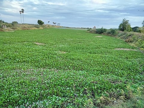 ஆகாயத்தாமரைச் செடிகளை அகற்றக் கோரிக்கை