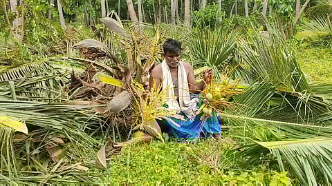 தேங்காய்க்கு உரிய விலை இல்லை! 145 மரங்களை வெட்டி, விவசாயி வேதனை