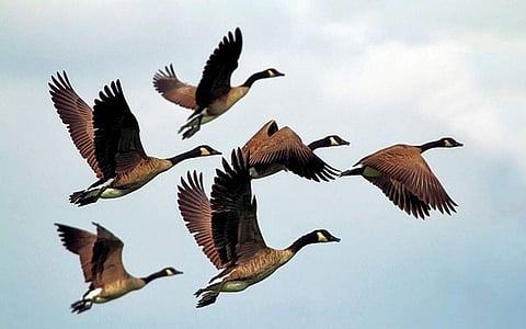 அங்கிள் ஆன்டெனா