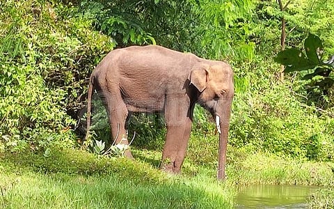 ஆற்றின் நடுவே நின்றிருக்கும் யானைக்கு யார் சிகிச்சை அளிப்பது?