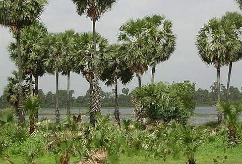 எண்ணெய்ப் பனை சாகுபடியினை அதிகரிக்க நிதி ஒதுக்கீடு: விவசாயிகளுக்கு அழைப்பு