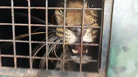 கூண்டுக்குள் சிக்கிய சிறுத்தை