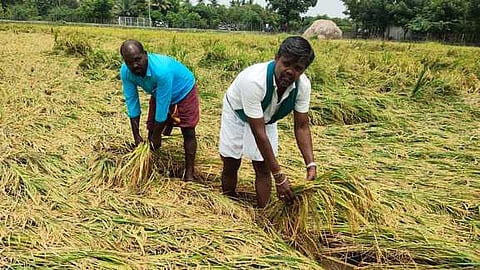 பலத்த மழை: மயிலாடுதுறை மாவட்டத்தில் 5,000 ஏக்கா் பயிா்கள் சேதம்
