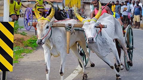 இரட்டை மாட்டுவண்டிப் பந்தயம்.