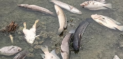 ஏரியில் இறந்த நிலையில் மீன்கள்