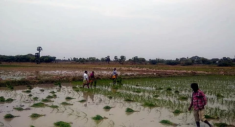குறைந்தபட்ச ஆதார விலையை மேம்படுத்த குழு அமைக்கப்பட்டுள்ளது: வேளாண் அமைச்சர்