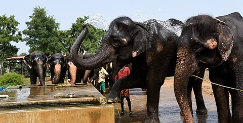 மீண்டும் மலர்கிறதா அனார்கலி - சலீம் காதல் கதை? (கோப்பிலிருந்து)