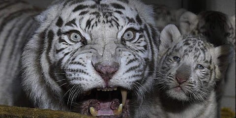 விஜய் - சீதா ஜோடிகளுக்குப் பிறந்த மூன்று புலிக் குட்டிகள்