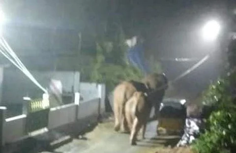குடியிருப்பு பகுதியில் உலா வரும் காட்டுயானைகள்