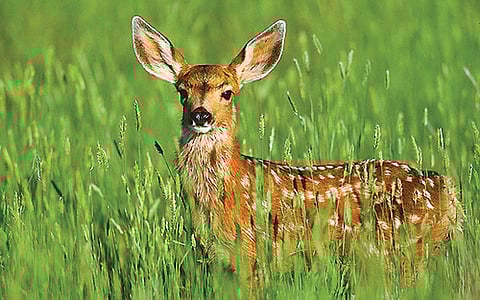 மான் குணங்கள்