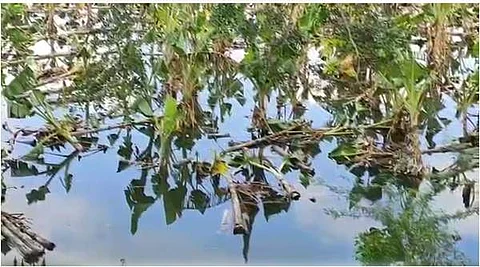 நீரில் மிதக்கும் வாழை மரங்கள்
