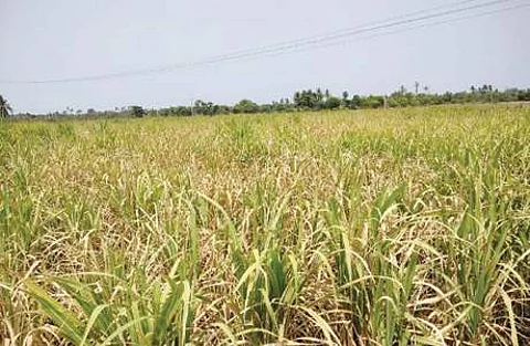 வறட்சிக்கு உள்ளாகும் இந்தியா: அதிர்ச்சி தரும் ஆய்வு முடிவுகள்(கோப்புப்படம்)