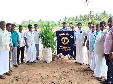 குளக்கரையில் தென்னங்கன்றுகள் நடவு