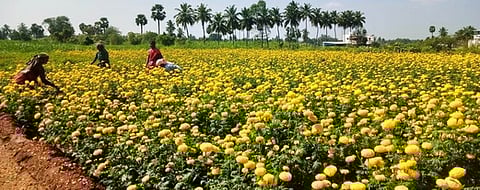 தேவூா் அருகே உள்ள வட்ராம்பாளையத்தில் பூத்துக் குலுங்கும் செண்டுமல்லி பூக்கள்.