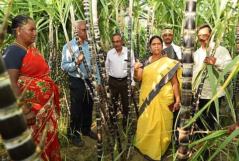 பொங்கல் பரிசுத் தொகுப்பில் வழங்கப்பட உள்ள கரும்பின் தரம் குறித்து ஆய்வு செய்யும் ஆட்சியா் கி.சாந்தி.