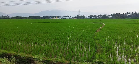 upm1agri_land_0101chn_75_2