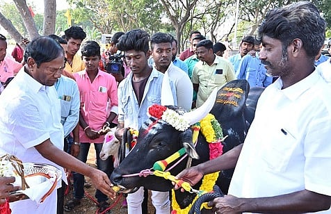 பெரம்பலூா் சீனிவாசன் கலை கல்லூரியில் புதன்கிழமை நடைபெற்ற விழாவில் காளைக்கு பொங்கல் ஊட்டும் வேந்தா் அ. சீனிவாசன்.