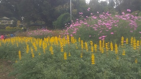 கொடைக்கானல் பிரையண்ட் பூங்கா