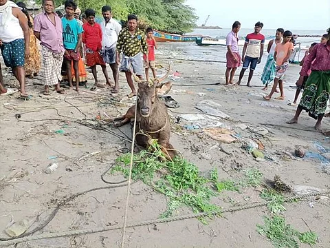 மிளா வகை மான்