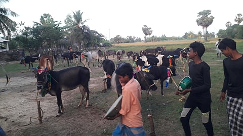 உம்பளச்சேரியில் நடைபெற்ற மாட்டுப் பொங்கல் கொண்டாட்டம்.