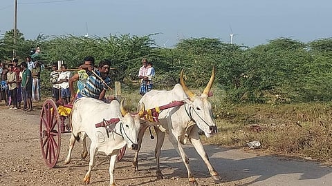 தூத்துக்குடியில் மாட்டுவண்டி போட்டி!