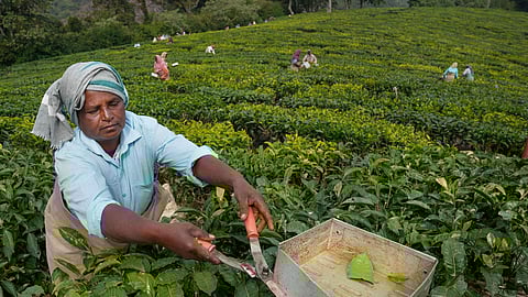 தேயிலைத் தோட்டத் தொழிலாளர்கள்.