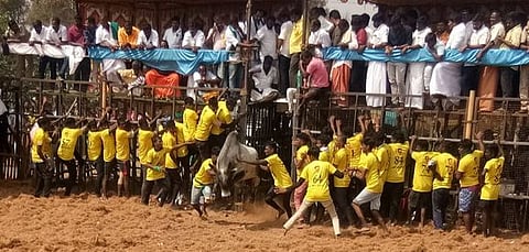 .திருச்சி மாவட்டம், பள்ளப்பட்டியில் சனிக்கிழமை நடைபெற்ற ஜல்லிக்கட்டில் காளையை அடக்க முயன்ற இளைஞா்கள்.