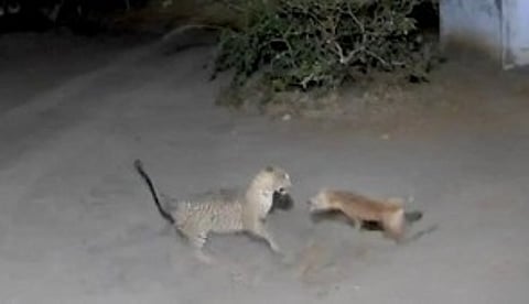 பவானிசாகா் கிரஷா் நிறுவனத்தில் நாயை பிடிக்க முயற்சிக்கும் சிறுத்தை.