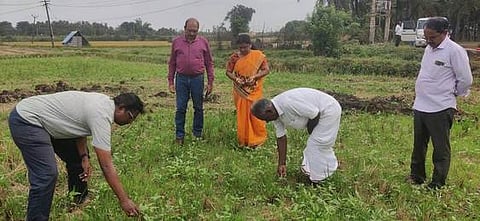 சிவபுரியில் உளுந்து விதைப்பு செய்யப்பட்டுள்ள வயல்களை ஆய்வு செய்த வேளாண் துறையினா்.