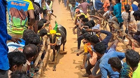 கணவாய்புதூா் எருதுவிடும் விழாவில் இலக்கை நோக்கி ஓடிய காளை.