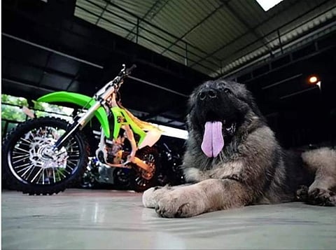 ஒரு நாயின் விலை ரூ.20 கோடி!