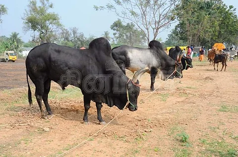 ஈரோட்டில் காங்கேயம் காளை கண்காட்சி