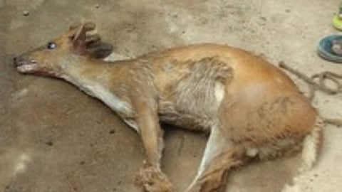 கொல்லிமலை அடிவாரத்தில் மான் வேட்டை?