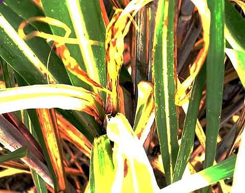 பொக்கோ போயங் நோய் தாக்குதலுக்குள்ளான கரும்பு.