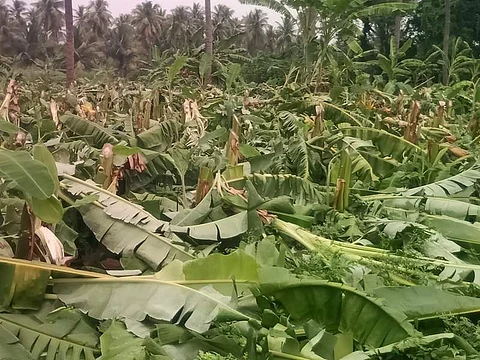1500-க்கும் மேற்பட்ட வாழை மரங்களை வெட்டிச் சாய்த்த மர்ம நபர்கள்!