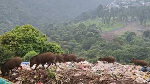 பன்றிகள்.