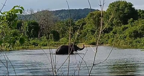 போ்ணாம்பட்டு கோட்டையூா் வனப்பகுதியில் அமைந்துள்ள நீா்த்தேக்கக் குட்டையில் ஆனந்தமாக குளித்த யானை.