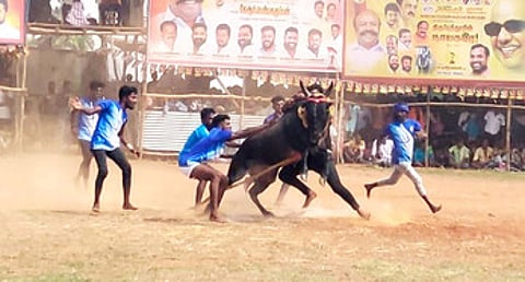 திருப்பத்தூரில் ஞாயிற்றுக்கிழமை நடைபெற்ற வடமாடு மஞ்சுவிரட்டில் சீறிப்பாய்ந்த காளையை அடக்க முயன்ற வீரா்கள்.