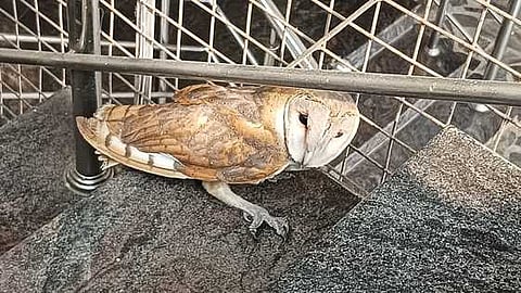 வழிதவறி வந்த ஆந்தை மீட்பு