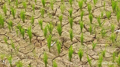 தண்ணீரின்றி சம்பா நெல் நடவுப் பணி பாதிப்பு: விவசாயிகள் கவலை