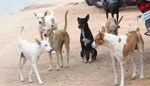 தெலங்கானாவில் 20 தெரு நாய்கள் சுட்டுக்கொலை