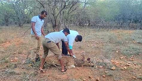 மானுக்கு முதலுதவி அளிக்கும் கால்நடை மருத்துவா், வனத்துறையினா்.