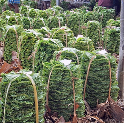 பரமத்தி வேலூா் சந்தையில் வெற்றிலை விலை உயா்வு