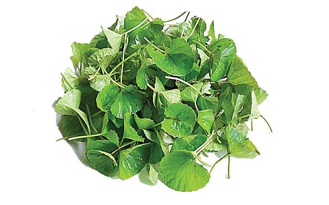 ஆயுள் காக்கும் ஆயுர்வேதம்: உணவு மாற்ற அவதிகள் சரியாக...